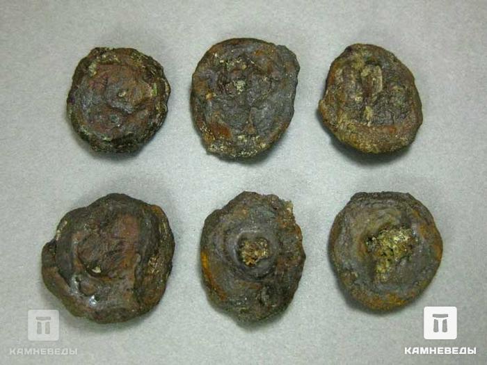 Монетная озерная руда (лимонит), 2-2,5 см, 10-263/6, фото 3
