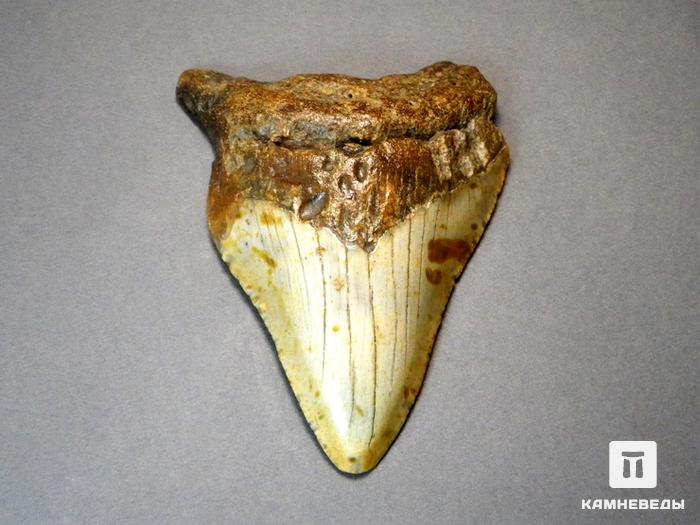Зуб акулы Carcharocles megalodon, 7,7х6,2х1,7 см, 8-22/5, фото 1