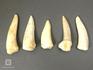 Зуб саблезубой рыбы Enchodus libycus, 8-45/1, фото 2