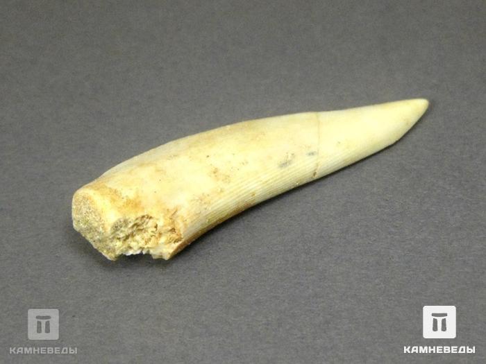 Зуб саблезубой рыбы Enchodus libycus, 8-45/1, фото 3