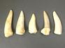Зуб саблезубой рыбы Enchodus libycus, 8-45/1, фото 1