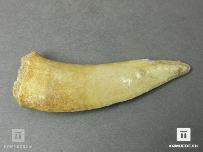 Зуб саблезубой рыбы Enchodus libycus, 8-45, фото 2