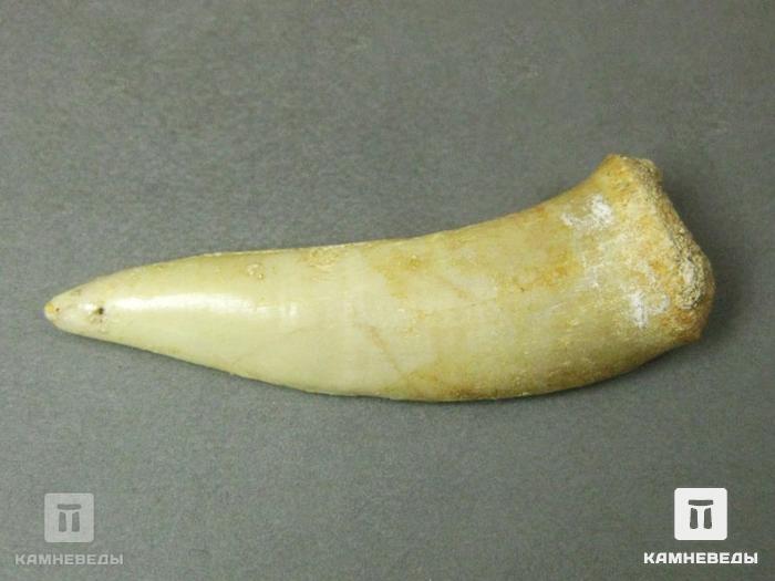 Зуб саблезубой рыбы Enchodus libycus, 8-45, фото 4