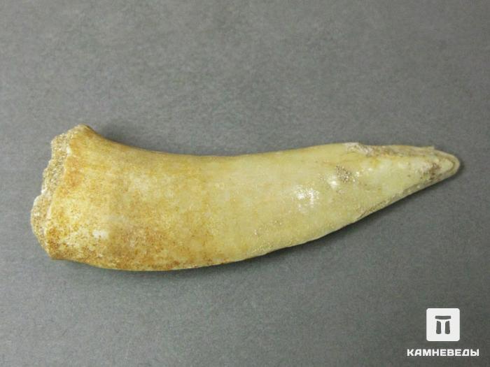 Зуб саблезубой рыбы Enchodus libycus, 8-45, фото 5