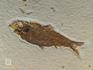 Рыба Knightia sp., 17,5х12,5х1,6 см, 8-41/6, фото 3