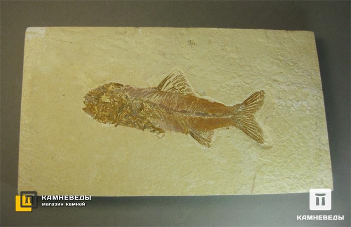 Рыба Amphiplaga brachyptera, 8-41/8, фото 1