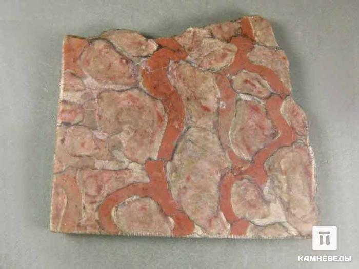 Строматолиты Paralleolophyton raigubicum из Сундозера, Карелия, 9х8х1,1 см, 11-65/1, фото 1