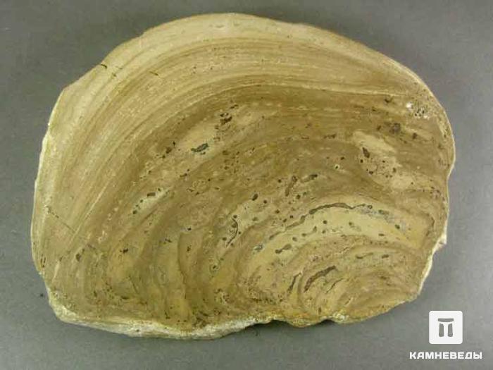 Строматолиты из Подмосковья, 11х8,5х1,5 см, 11-65/8, фото 1