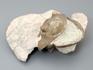 Трилобит Asaphus cornutus на породе, размер 10,4х8,7х3,4 см, 8-20/24, фото 2