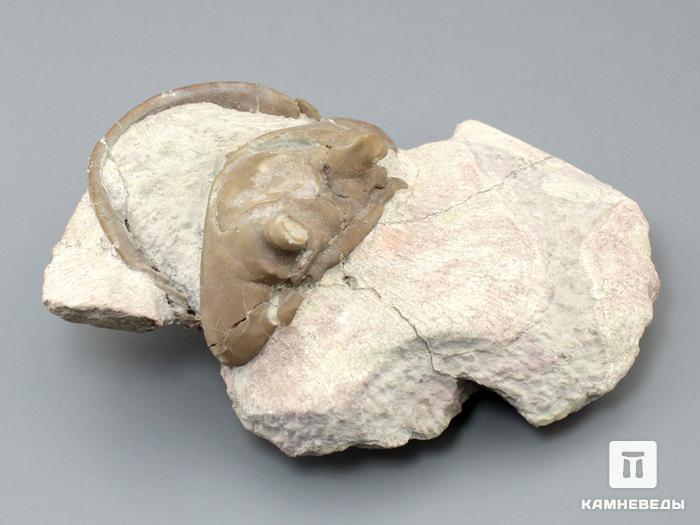 Трилобит Asaphus cornutus на породе, размер 10,4х8,7х3,4 см, 8-20/24, фото 1