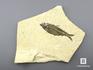 Рыба Knightia eoceana, 23х18х1,2 см, 8-41/18, фото 1