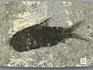 Рыба Jianghanichthys hubeiensis, 11х7х0,5 см, 8-41/19, фото 2