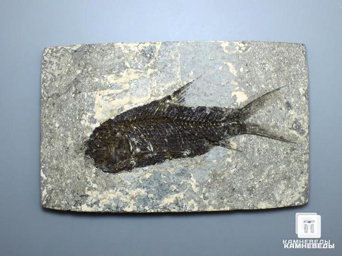 Рыба Jianghanichthys hubeiensis, 11х7х0,5 см, 8-41/19, фото 1