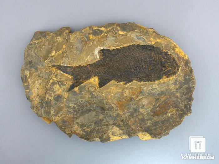 Рыба Paramblypterus gelberti, 22х15,5х3,3 см, 8-41/21, фото 1