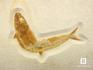 Рыба Tharsis dubius, 25х20х1,6 см, 8-41/22, фото 2