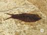Рыбы Diplomystus & Knightia, 12х10х1,1 см, 8-41/24, фото 4