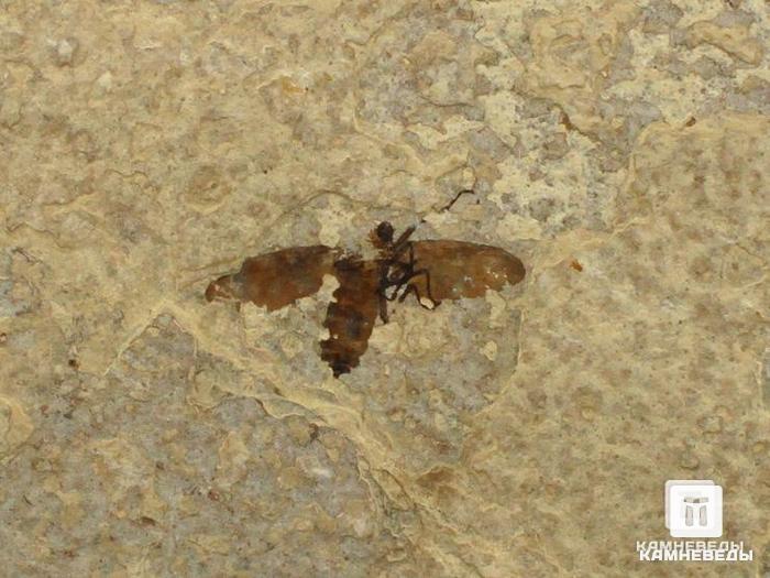 Ископаемая муха Plecia pealei, 10х8х1,4 см, 8-38/2, фото 2