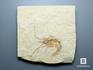 Креветка Carpopenaeus sp., 7х5,5х1 см, 8-30/3, фото 2