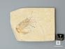Креветка Carpopenaeus sp., 7х5,5х1 см, 8-30/3, фото 6