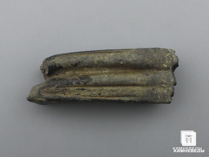 Зуб ископаемой лошади Equus sp., 7х2,6х1,7 см, 8-70, фото 1