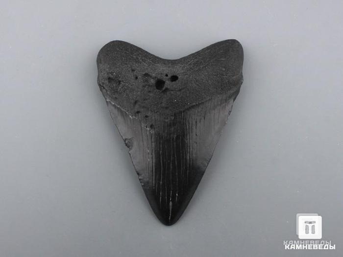 Зуб акулы Carcharocles megalodon, 8х6,3х1,8 см, 8-22/11, фото 1