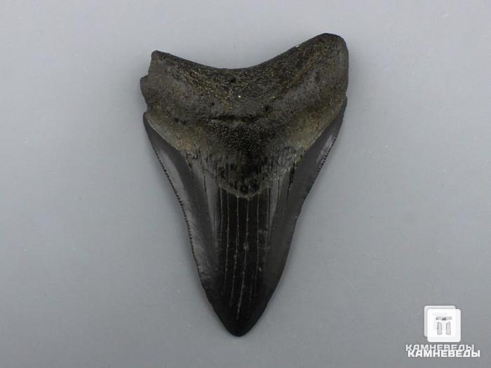 Зуб акулы Carcharocles megalodon, 8,2х5,7х2 см, 8-22/13, фото 1