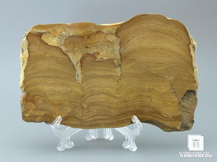Строматолиты из Орловской области, полированный срез 19х12,5х1,1 см, 11-65/12, фото 1