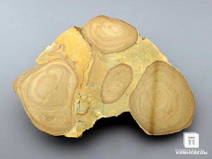 Строматолиты из Орловской области, полированный срез 12,8х12,5х2,9 см, 11-65/13, фото 2