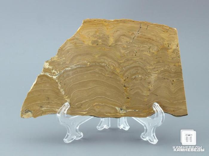 Строматолиты из Московской области, полированный срез 14,8х9,2х0,7 см, 11-65/15, фото 1