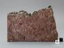 Строматолиты Sundosia mira из Сундозера, Карелия, 15,7х11,1х1 см, 11-65/17, фото 2