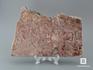 Строматолиты Sundosia mira из Сундозера, Карелия, 15,7х11,1х1 см, 11-65/17, фото 1