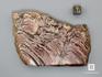 Строматолиты Inzeria tjomusi с реки Инзер, Башкортостан, 9,6х6,6х1,5 см, 11-65/26, фото 2