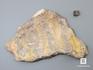 Строматолиты Inzeria tjomusi с реки Инзер, Башкортостан, 13,8х13,7х1,8 см, 11-65/28, фото 2
