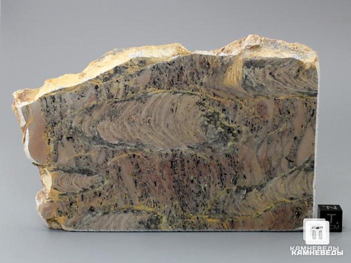 Строматолиты Inzeria tjomusi с реки Инзер, Башкортостан, 13х8,7х1,2 см, 11-65/29, фото 2