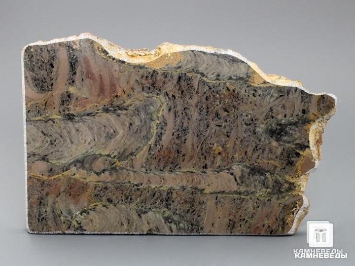 Строматолиты Inzeria tjomusi с реки Инзер, Башкортостан, 13х8,7х1,2 см, 11-65/29, фото 1