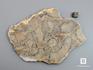 Строматолиты Inzeria tjomusi с реки Инзер, Башкортостан, 15х11,8х1,3 см, 11-65/30, фото 2