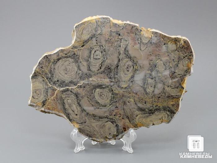 Строматолиты Inzeria tjomusi с реки Инзер, Башкортостан, 15х11,8х1,3 см, 11-65/30, фото 1