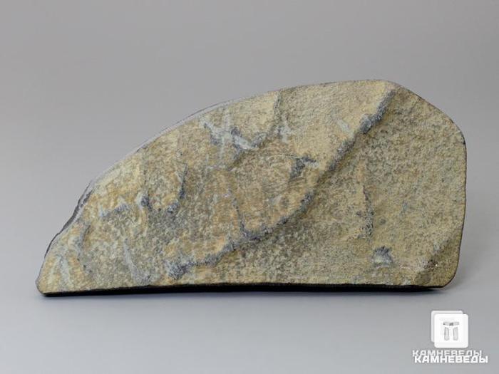 Строматолиты Cyathotes nigozerica из Нигозера, Карелия, 10,2х5х2,3 см, 10-477, фото 1