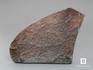 Строматолиты Cyathotes nigozerica из Нигозера, Карелия, 8,5х7,2х1,5 см, 10-477/1, фото 1