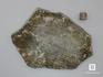 Строматолиты Cyathotes nigozerica из Нигозера, Карелия, 12,8х9,3х0,8 см, 10-477/2, фото 2