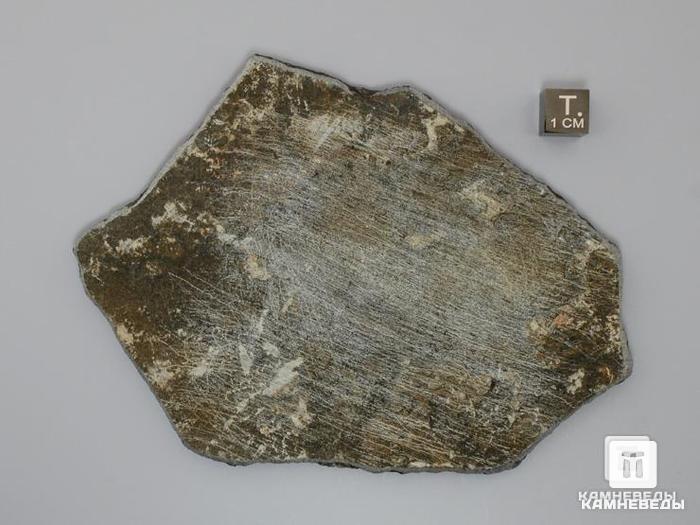Строматолиты Cyathotes nigozerica из Нигозера, Карелия, 12,8х9,3х0,8 см, 10-477/2, фото 2