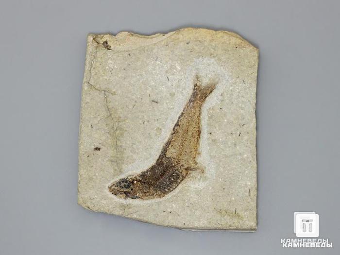 Рыба Vinciguerria sp., 8х7,1х0,8 см, 8-41/25, фото 1