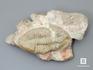 Трилобит Megistaspidella triangularis на породе, 14,5х8,5х3,2 см, 8-59/1, фото 1