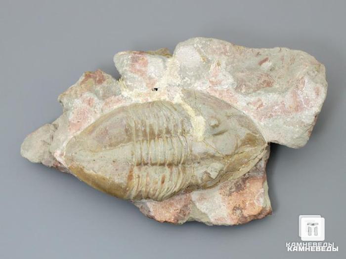 Трилобит Megistaspidella triangularis на породе, 14,5х8,5х3,2 см, 8-59/1, фото 1