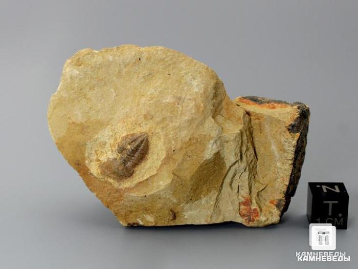 Трилобит Palaeolenus sp., 7х5х2,6 см, 8-2, фото 2