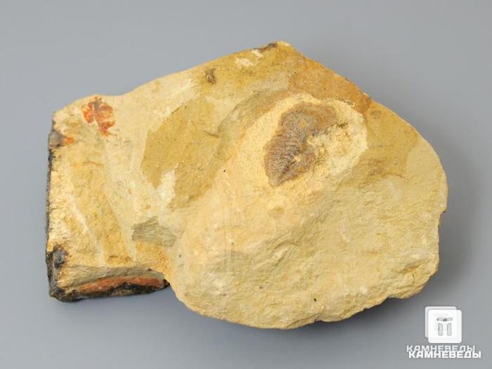 Трилобит Palaeolenus sp., 7х5х2,6 см, 8-2, фото 1