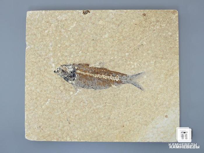 Рыба Knightia sp., 18х15,2х2 см, 8-41/26, фото 2