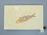 Рыба Knightia sp., 17,4х11х1,8 см, 8-41/27, фото 2