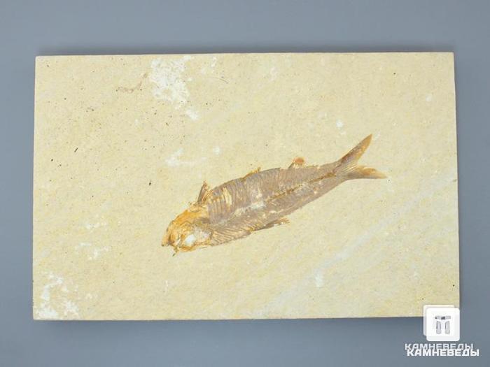 Рыба Knightia sp., 17,4х11х1,8 см, 8-41/27, фото 1