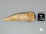 Зуб ископаемой «саблезубой селедки» Enchodus sp., 4,5-5,5 см, 8-45/2, фото 2